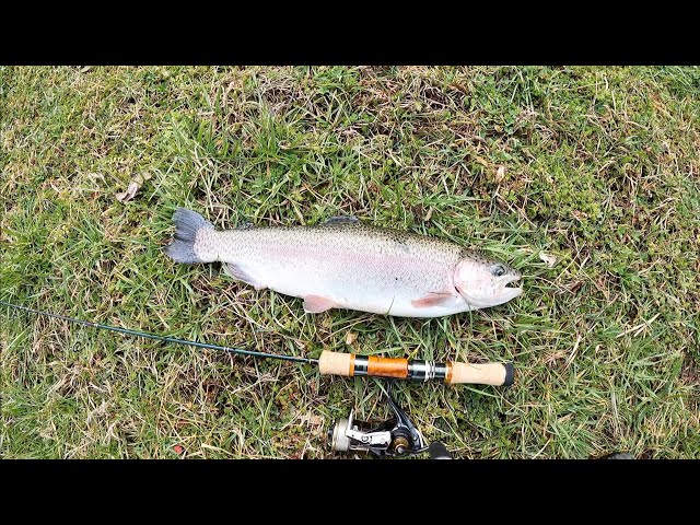 Trout On Major Craft Fine Tail Stream FSX-462UL - YouTube