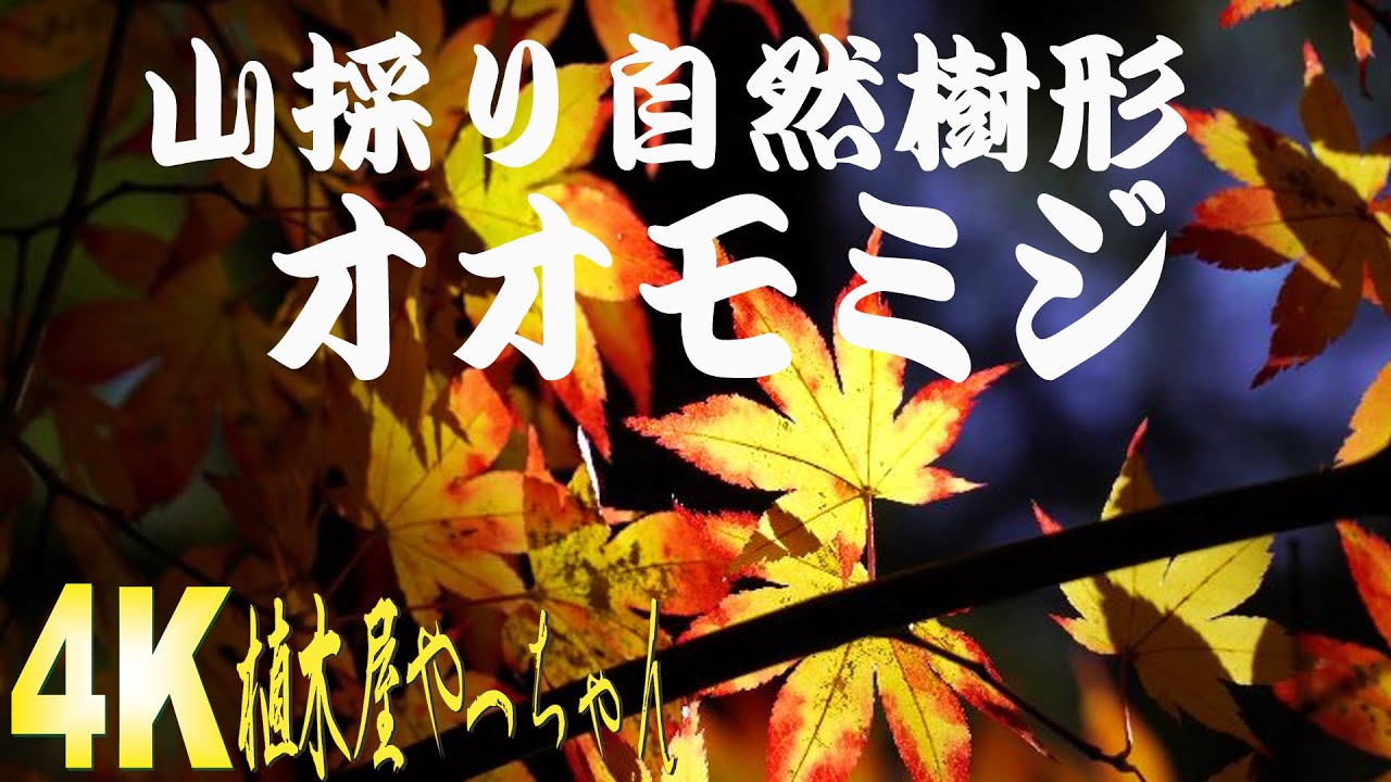 山採り自然樹形オオモミジ紅葉2023 - YouTube