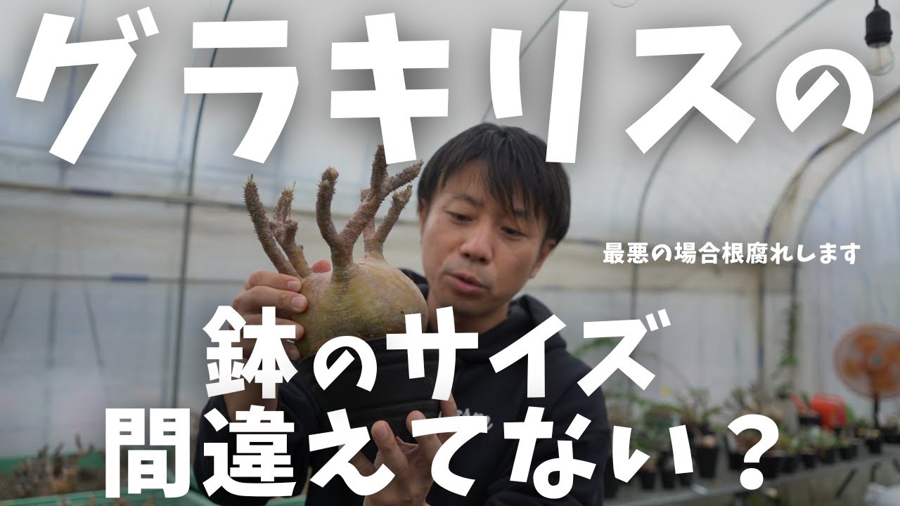 最悪の場合すぐ根腐れします。】グラキリスの鉢の適正サイズ教えます