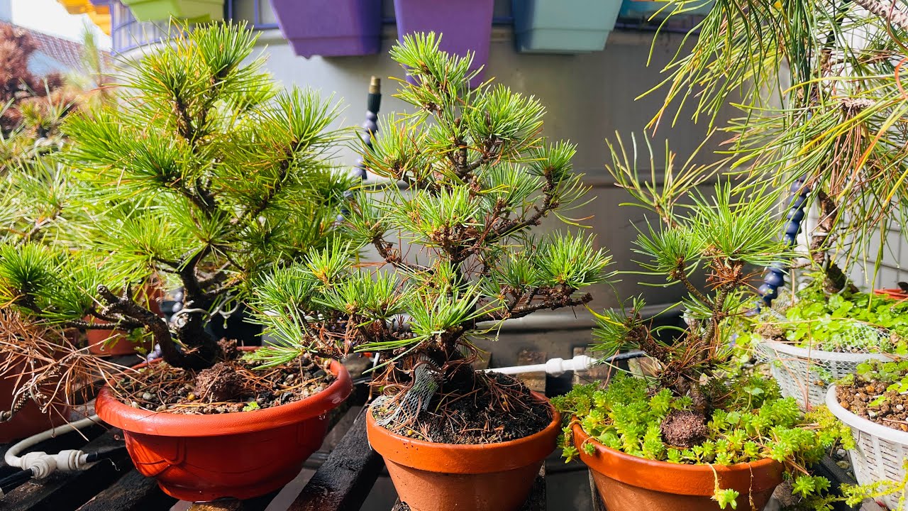 日本五葉松瑞祥嫁接實作Goyomatsu White pine Bonsai 【神技】五葉松