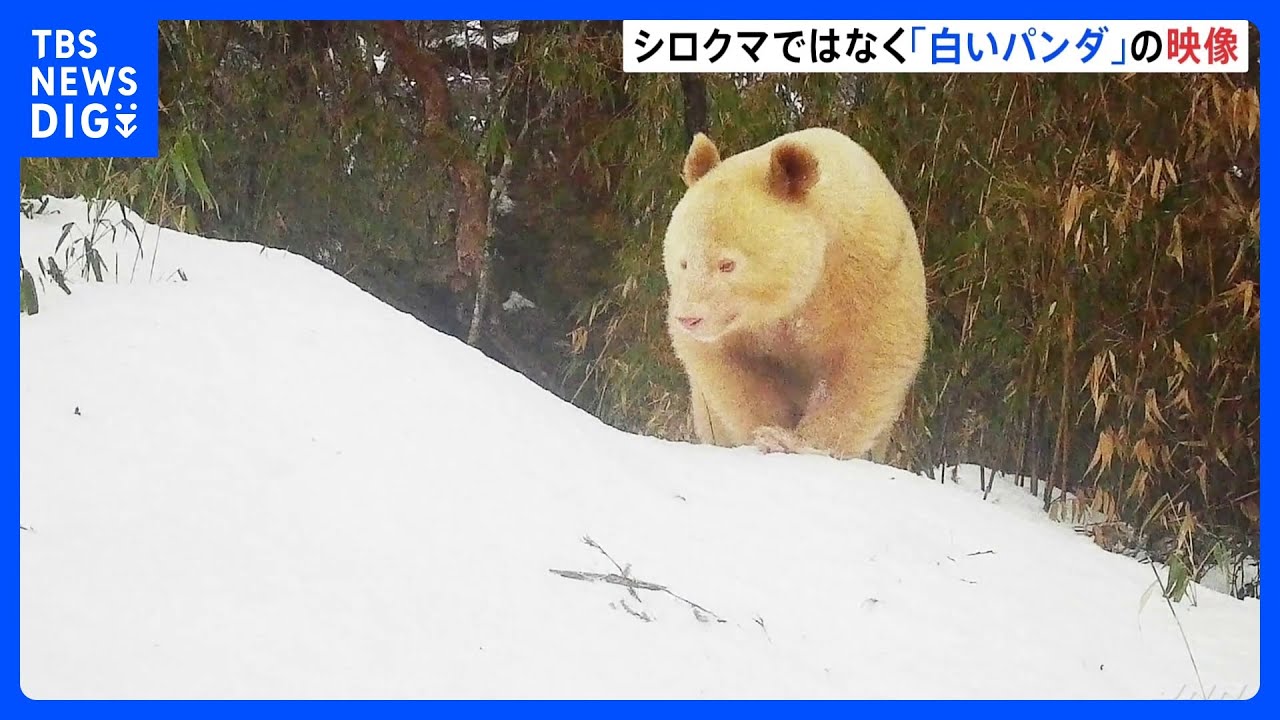 白いパンダ」の映像を公開 専門家「遺伝子の突然変異によるものか
