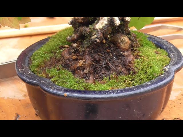 Moss pasting by the moss pasting section chief - YouTube