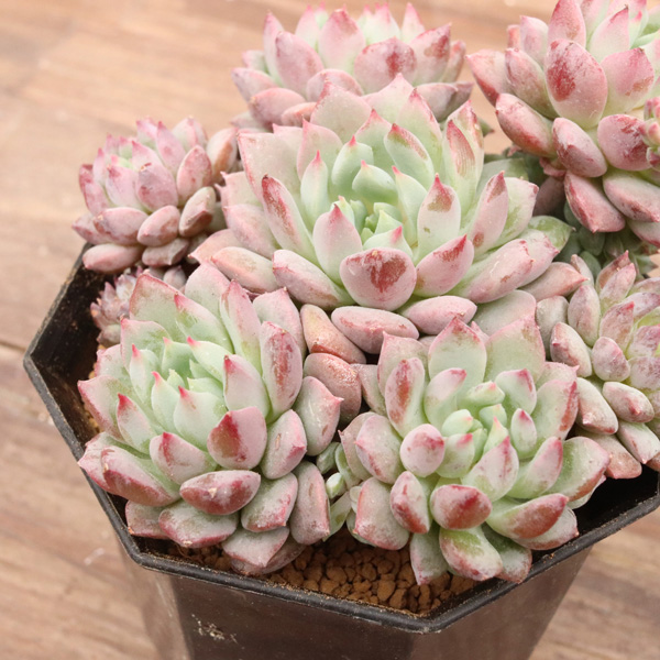 エリキュラミス】の紹介ページ｜E-TANIKU（イータニク）