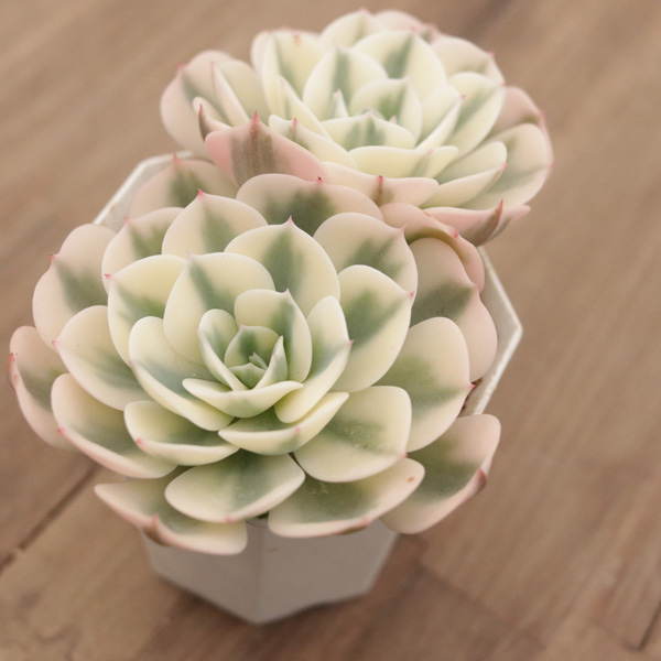 ルノーディーン】の紹介ページ｜ E-TANIKU（イータニク）