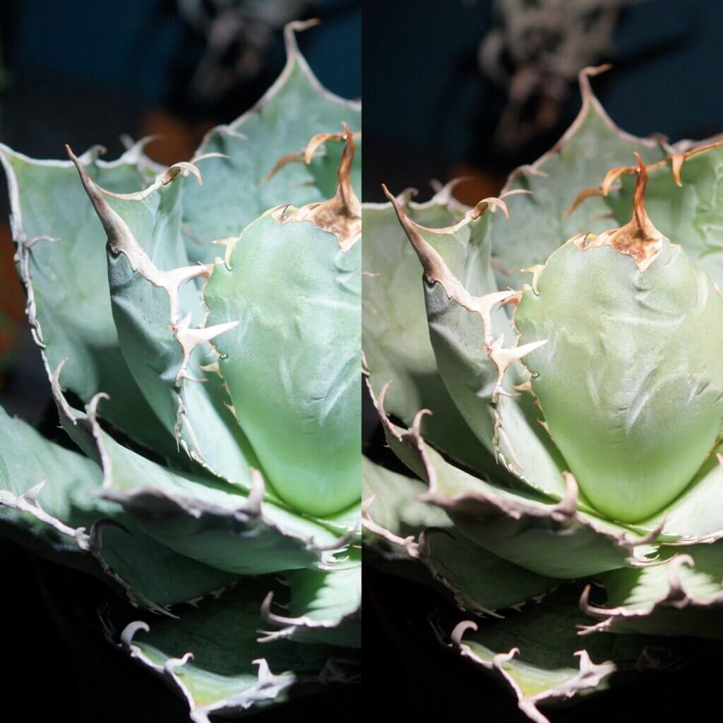 AMATERAS（アマテラス）」と「TSUKUYOMI（ツクヨミ）」の比較レビュー