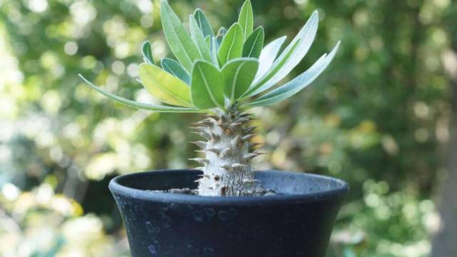 パキポディウム・マカイエンセ（Pachypodium makayense）の特徴・育て