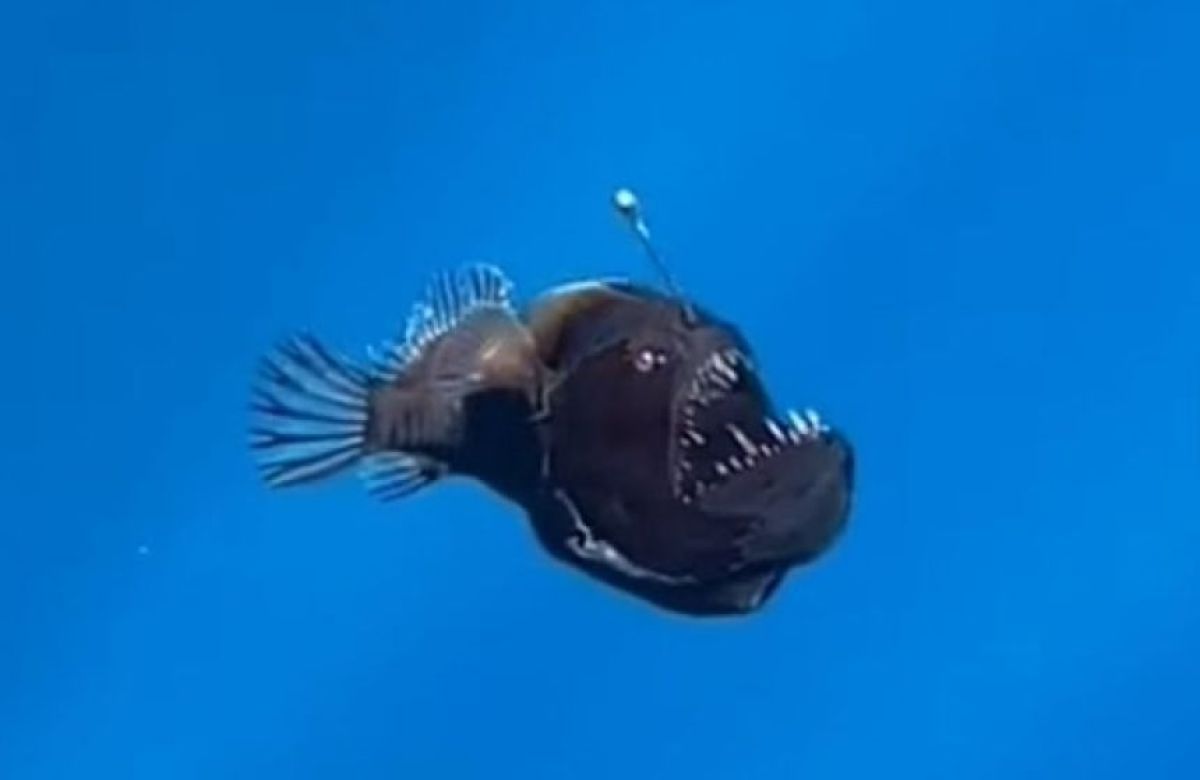 レア中のレア、深海魚「ペリカンアンコウ」が史上初、昼間に目撃され