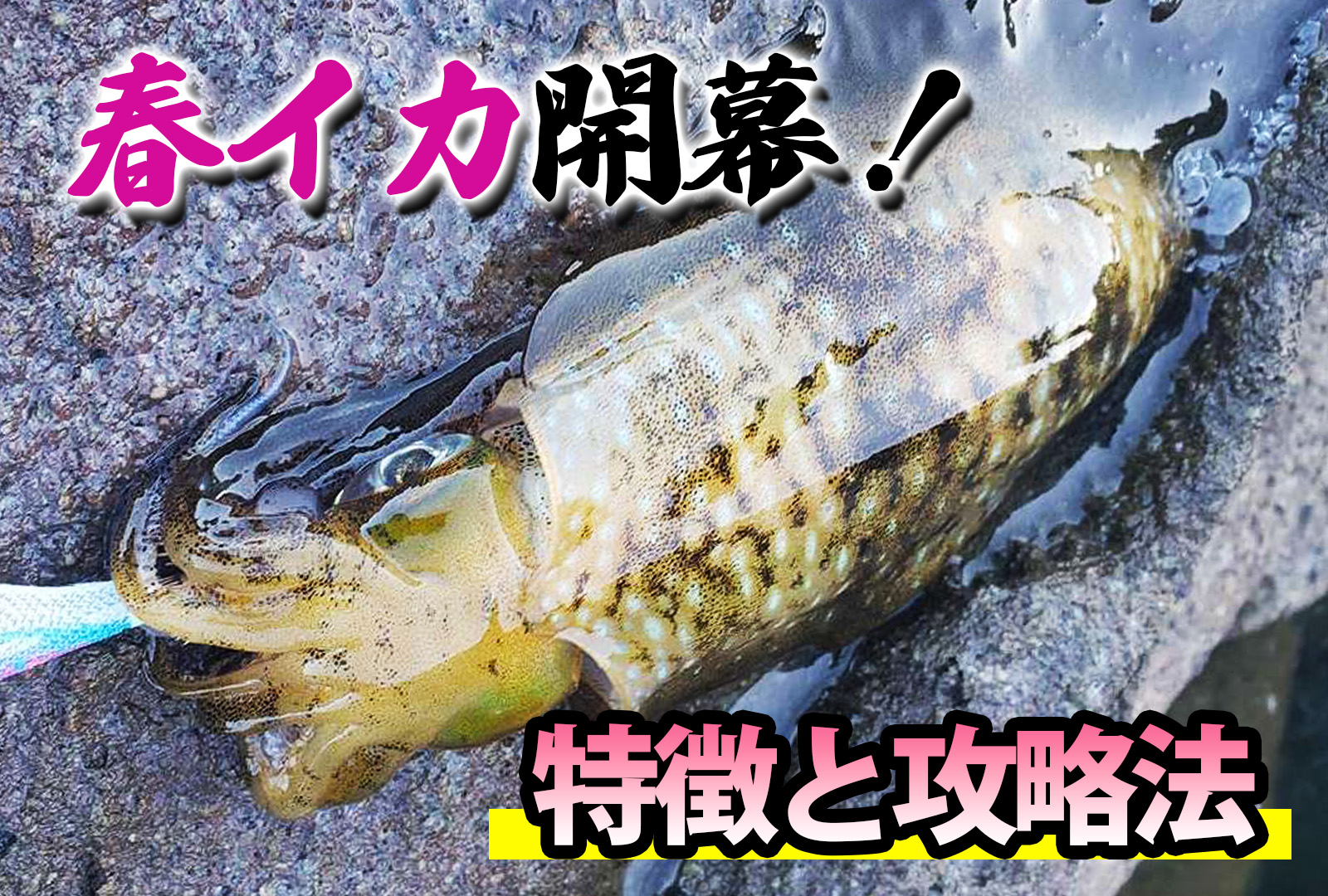 春イカ開幕】大型のアオリイカの狙い方！おすすめのエギも合わせて紹介