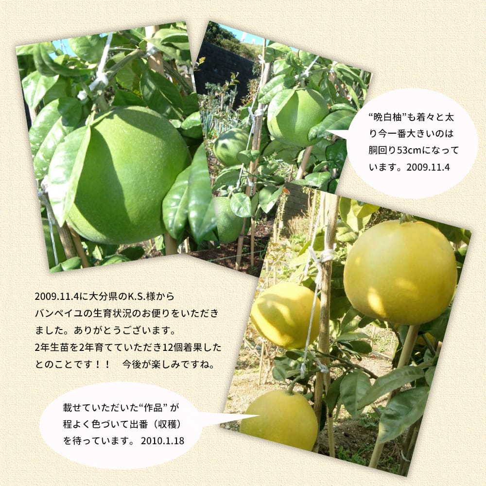晩白柚 柑橘 ザボンの特徴と育て方 kaju_kankitsu-zatsu031-03 | 苗木