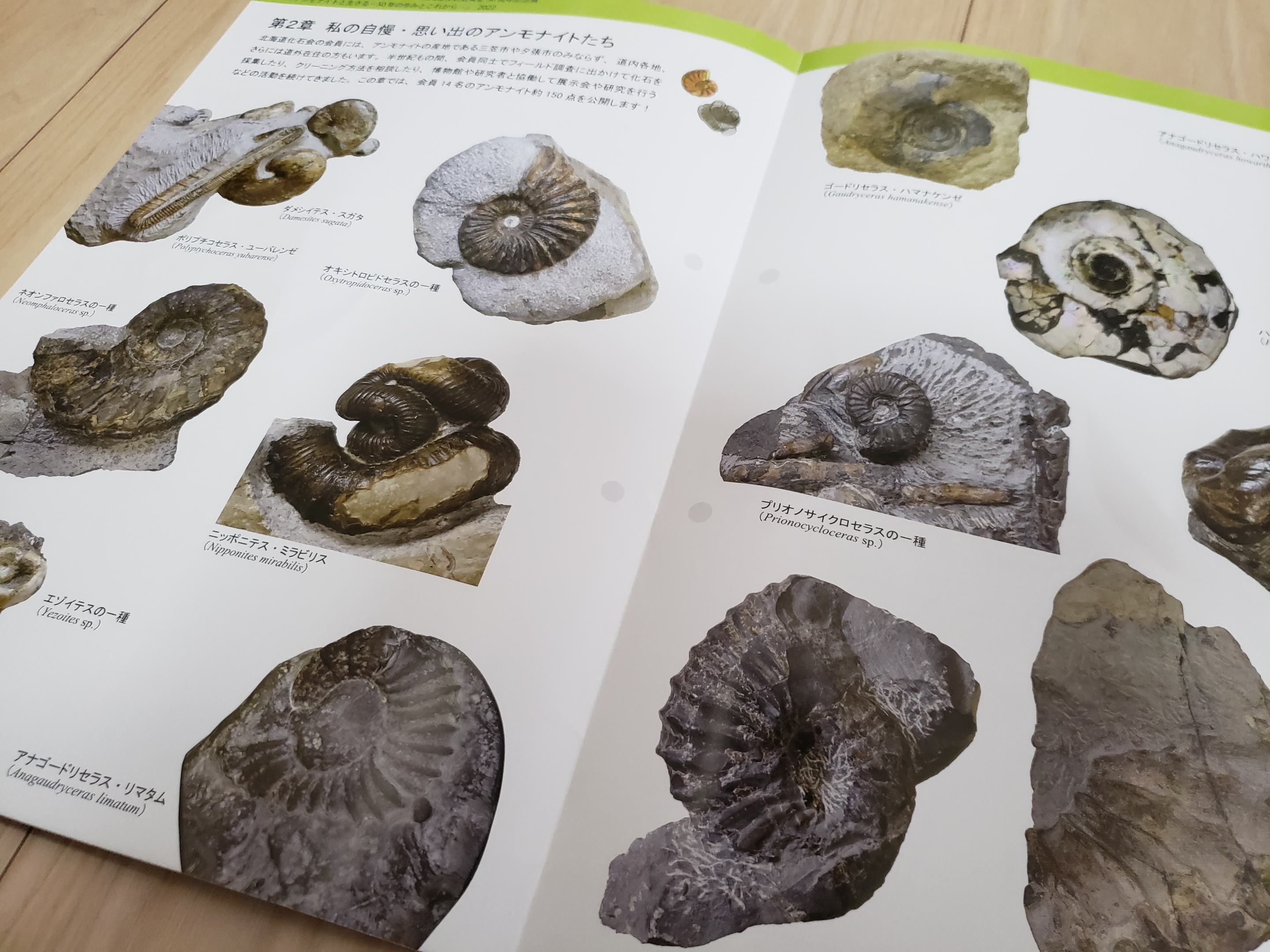 アンモナイトと生きる」北海道博物館で化石展_観覧無料2020年5月22日