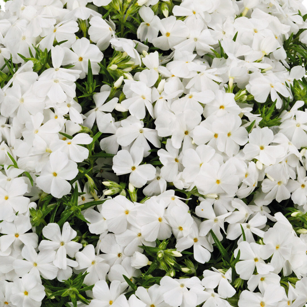 Phlox subulata - White Creeping Phlox - Sugar Creek Gardens Sugar
