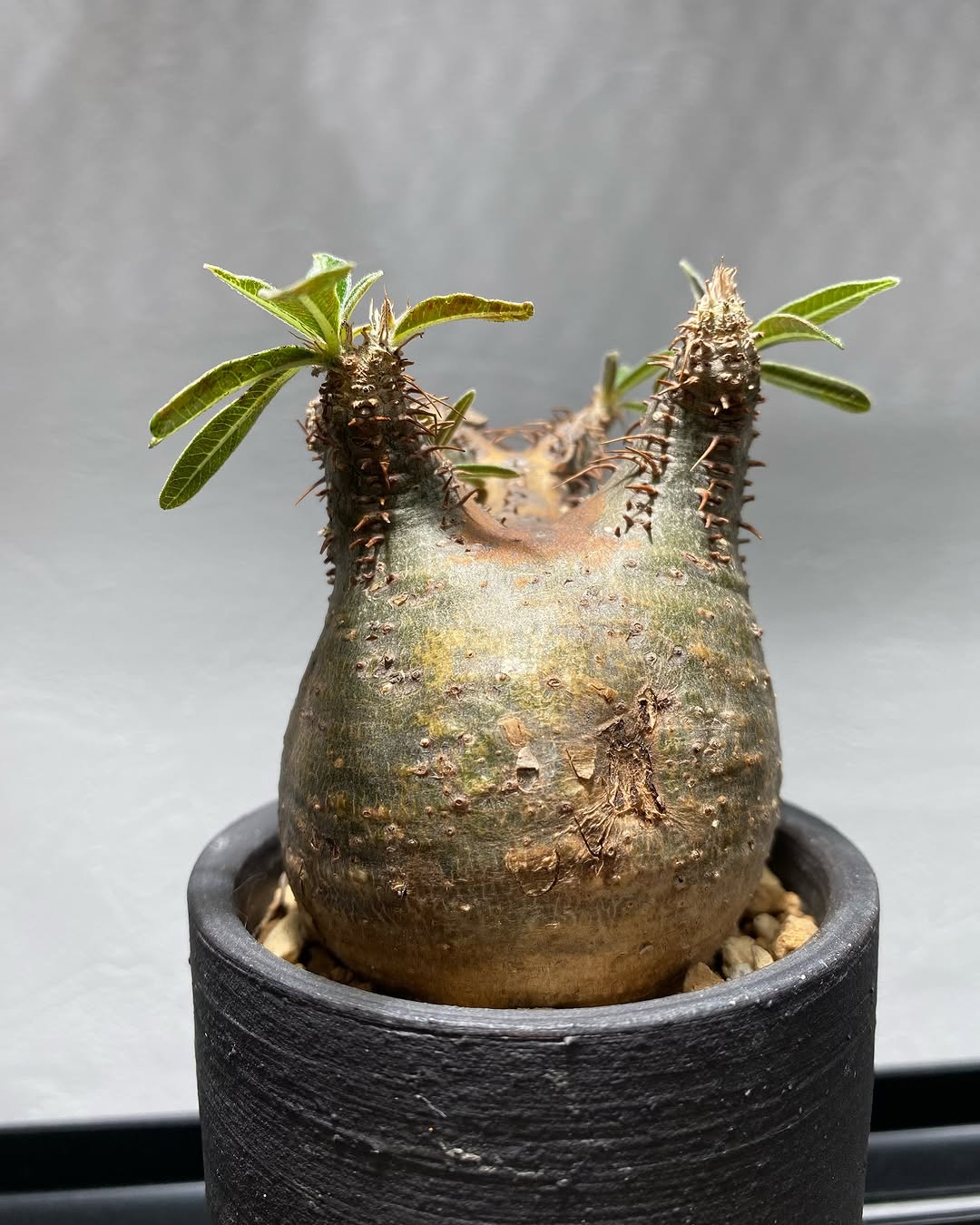 松江】『塊根屋 misomaru_base』横浜町に塊根植物のお店が2024年12月26