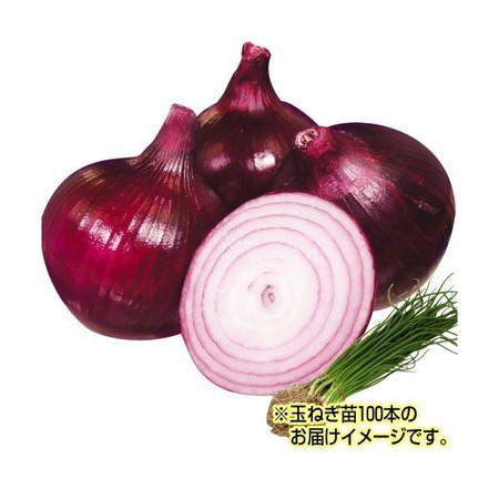 レッドムーン | タマネギ栽培.com