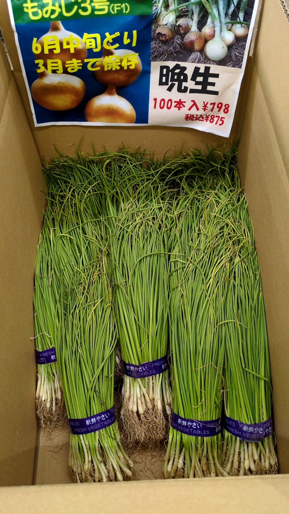 玉ねぎ苗 12月でも販売してます。 | 新製品情報 | 新着情報 | 株式会社