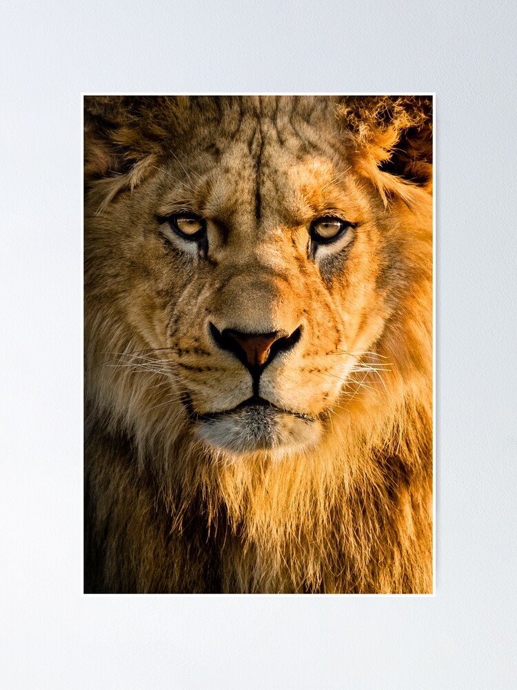 Fierce Lion 