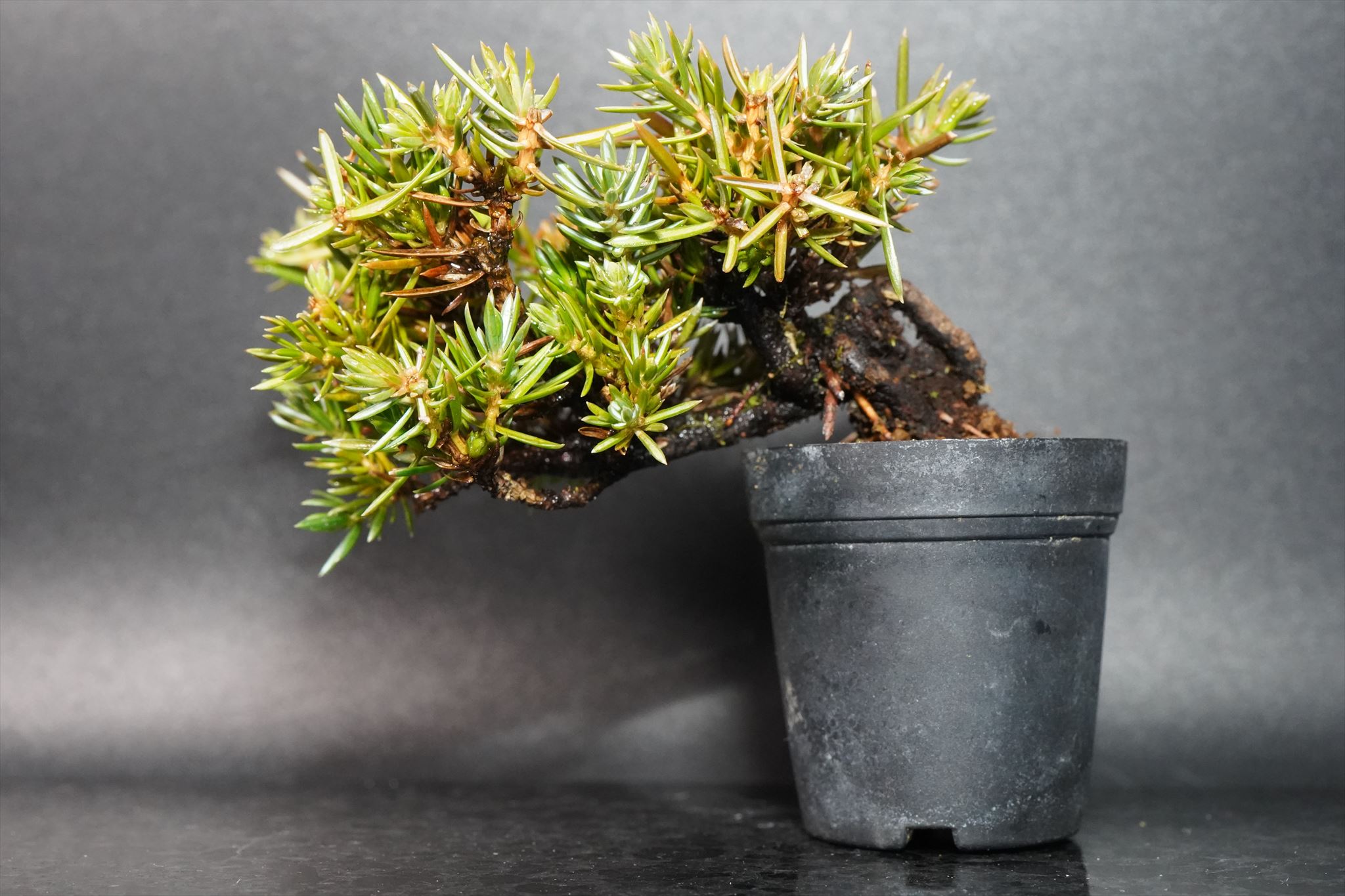 杜松 - 山と盆栽