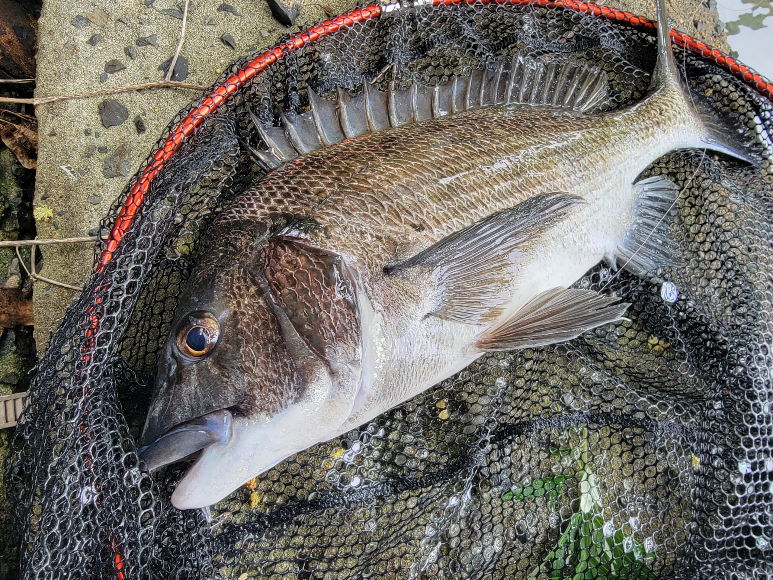 だーやまさんののんびりゆるゆるFishing #98【ただ巻きチヌトップ