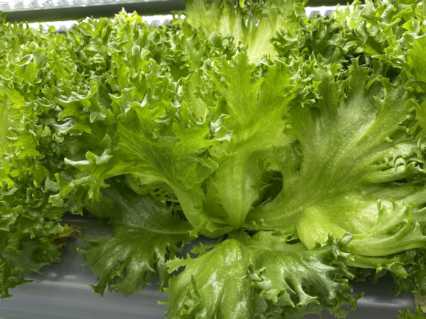 植物工場で栽培したフリルレタス！500g入り！（月木収穫してます！月木