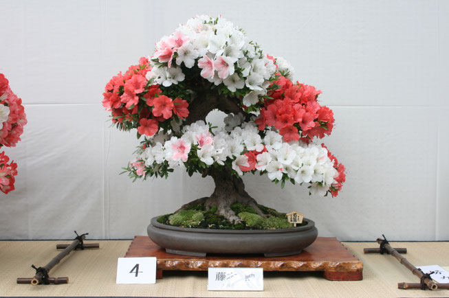 盆栽 皐月 (緋縅) 樹高45cm 盆栽 皐月 (緋縅) 樹高45cm 2026年最新