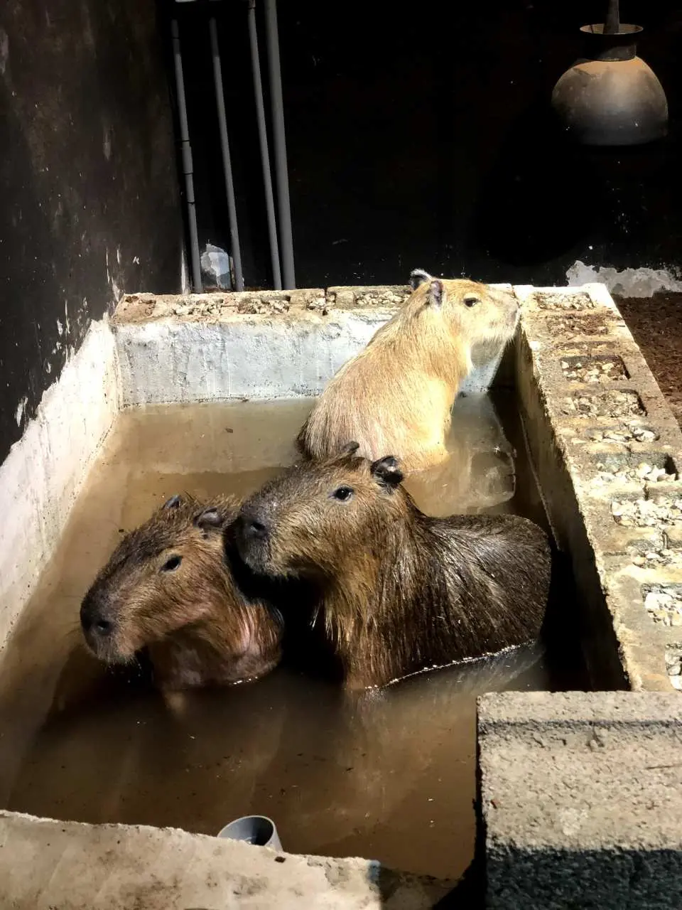 新竹カピバラ餌付け体験教室｜平日限定｜台湾昆虫博物館新竹分館 - KKday