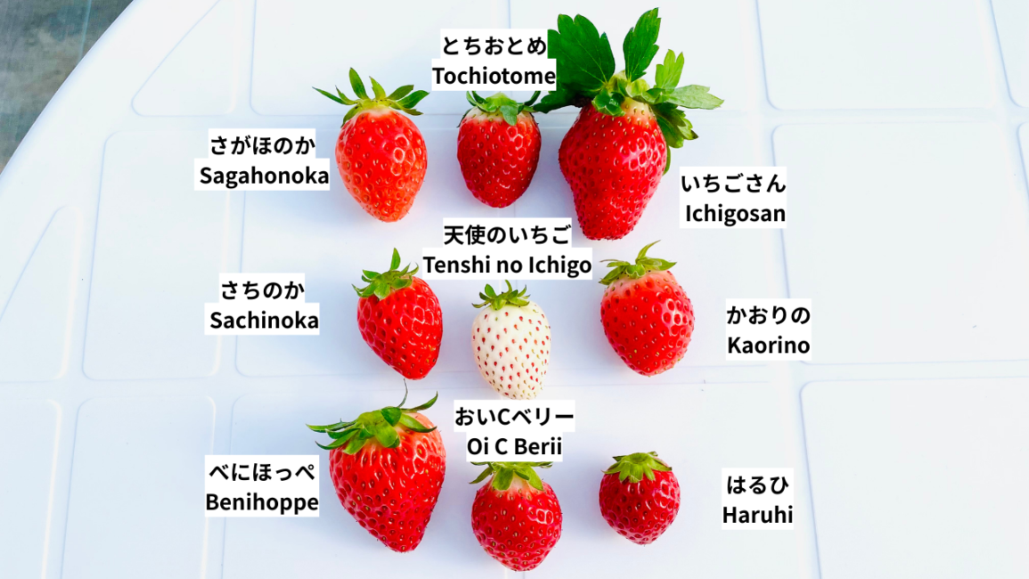 Imari City, Saga Prefecture] Strawberry Picking! Topped with ice