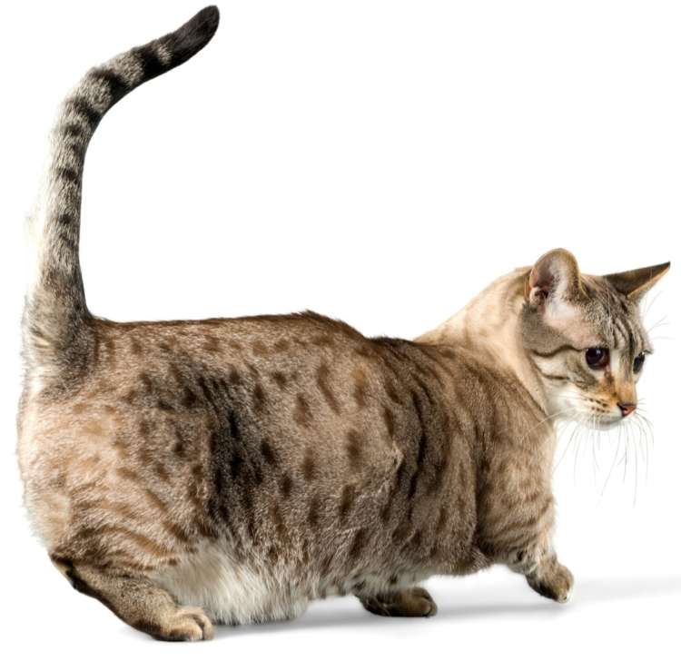 マンチカン】どのぐらいの大きさになる？ | PECO（ペコ）