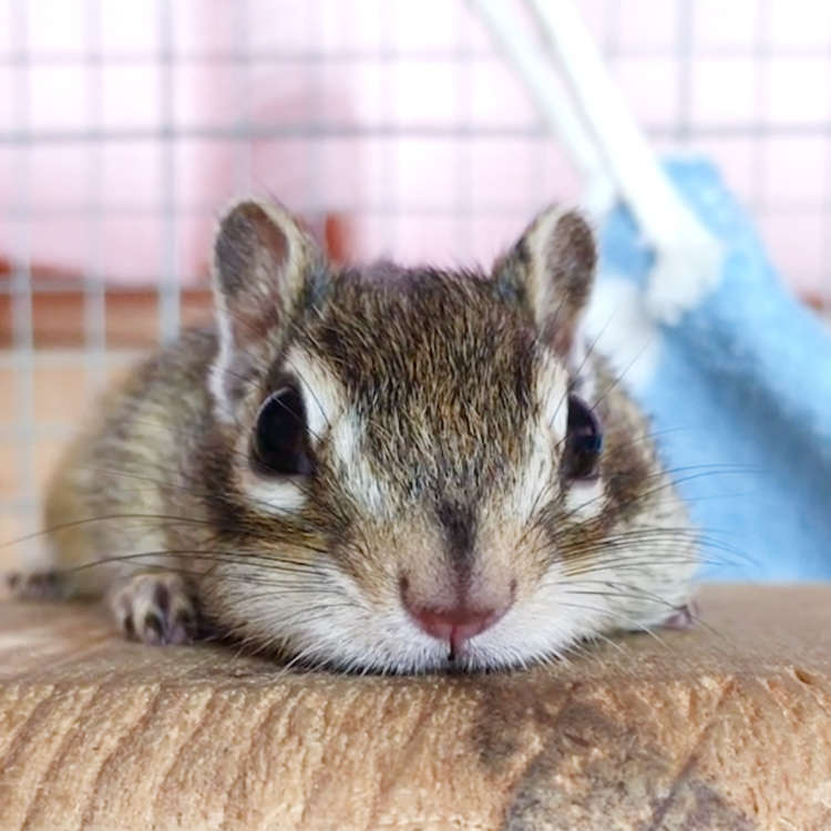 もちもちなシマリスさんと見つめ合う数秒間。穏やかな時間に、心から癒