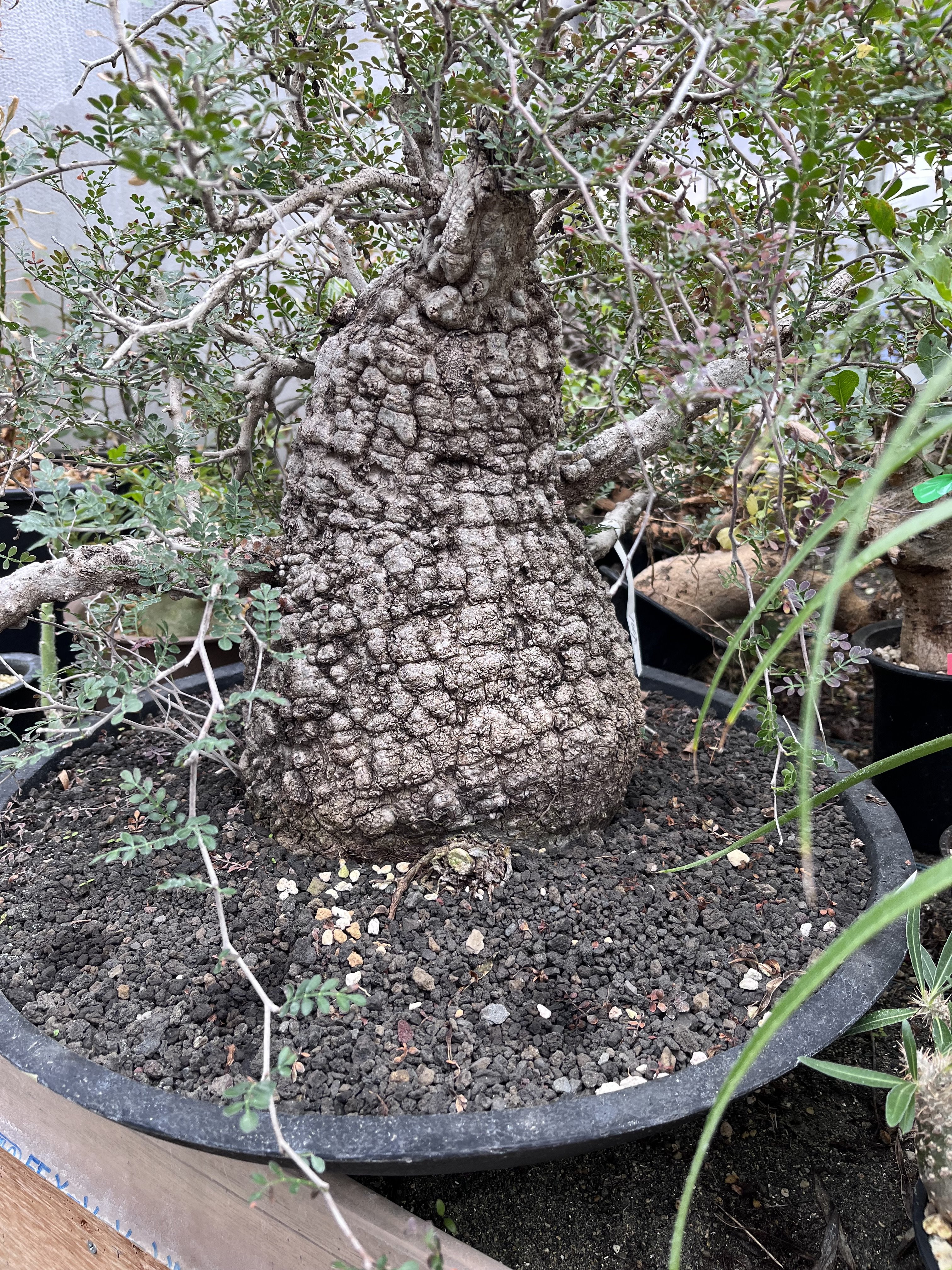 オペルクリカリア パキプス① コレクション | X−PLANTS