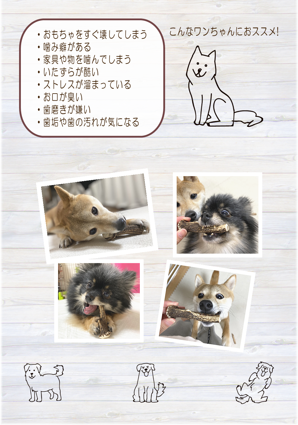 鹿の角 大1本入り | 霧島ジビエ＜公式＞