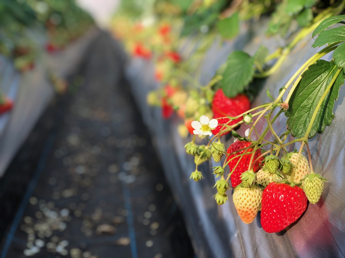 いちご(20個入り） | 磯山観光いちご園