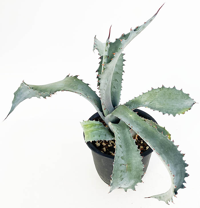 アガベ プロトアメリカーナ ”ファンキートゥース” | ネットショップ