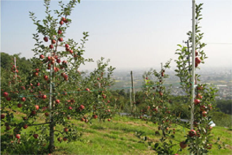 公式】共和りんご園について | 共和園協ネットショップ