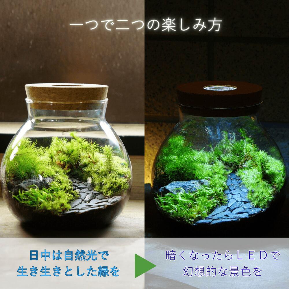 楽天市場】苔テラリウム 容器 LEDライト付き コルク蓋 ガラスボトル