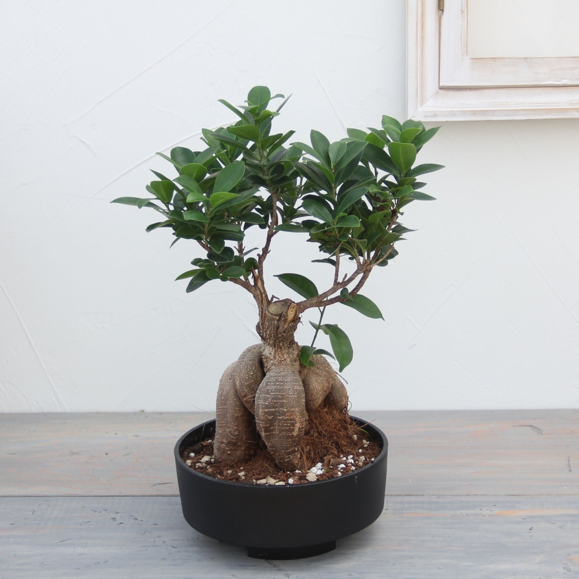 楽天市場】『ガジュマル 盆栽仕立て』Ficus microcarpa 6号鉢 ミニ観葉