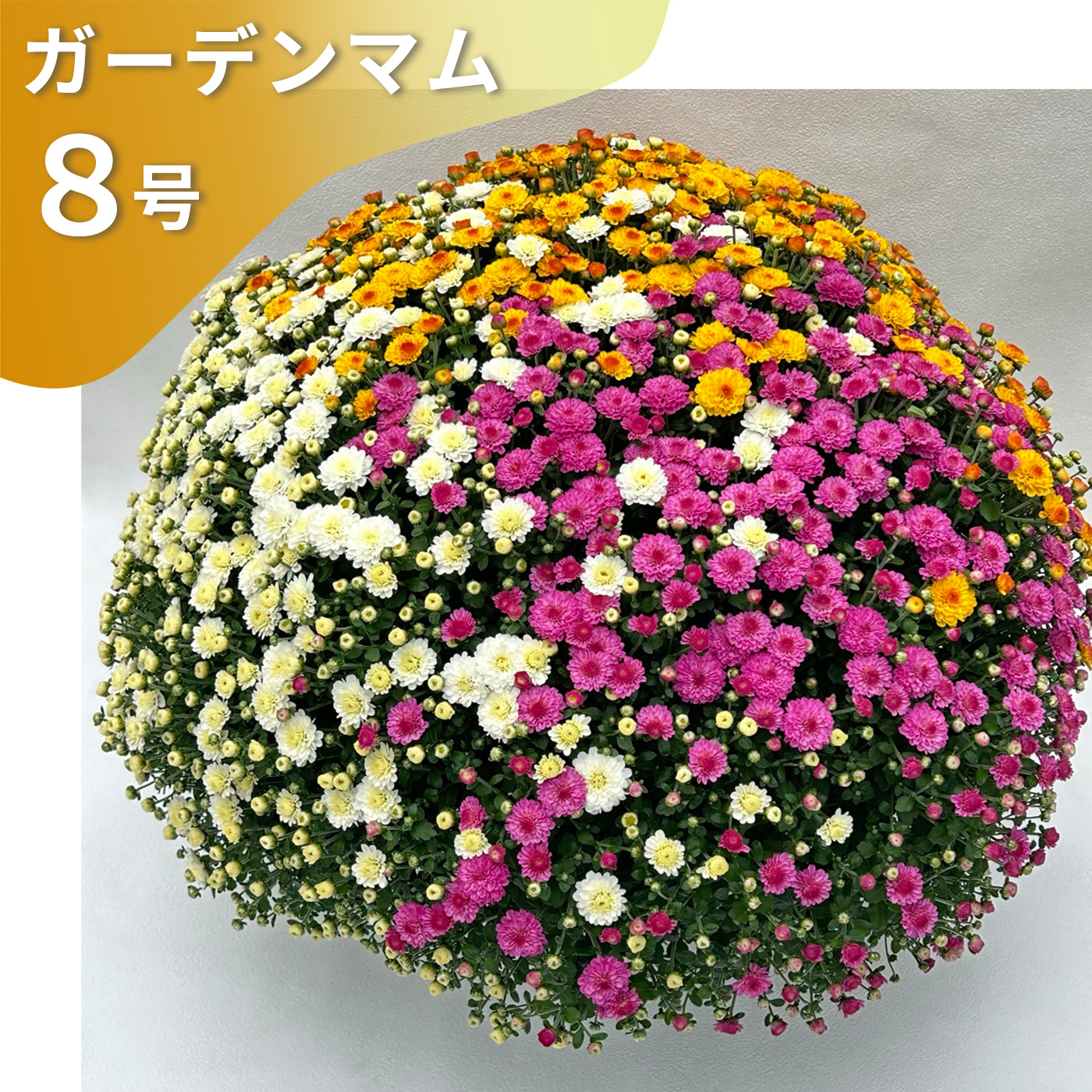 楽天市場】予約販売 ガーデンマム 8号鉢 送料無料 菊 マム ギフト