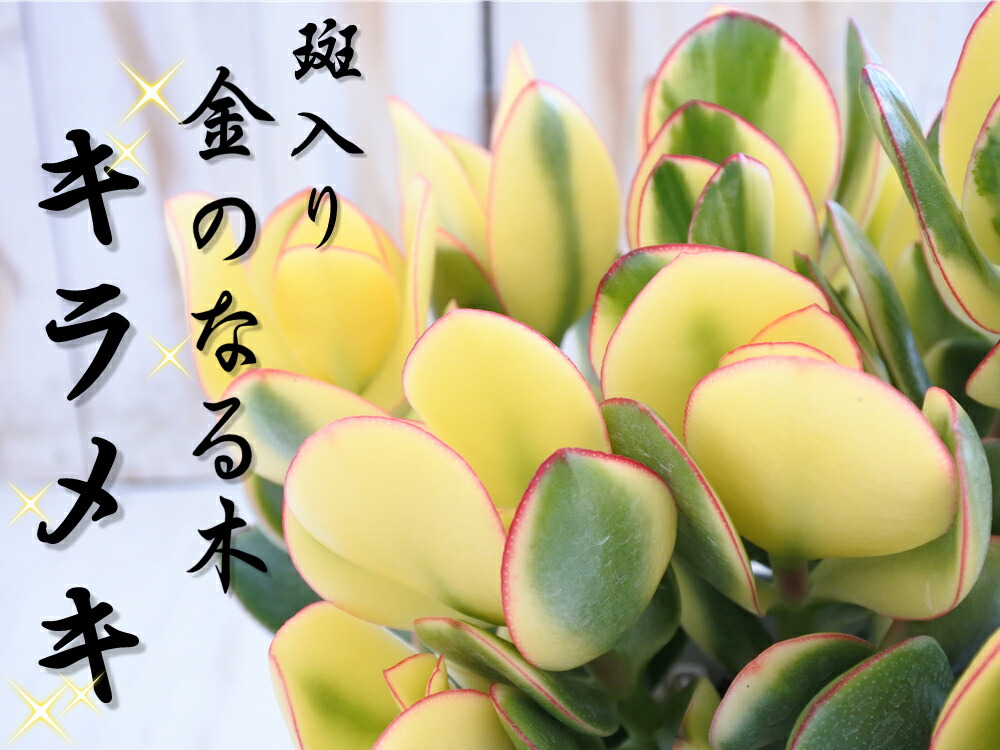 楽天市場】斑入り 金のなる木 キラメキ 5号鉢 花月 カゲツ 多肉植物