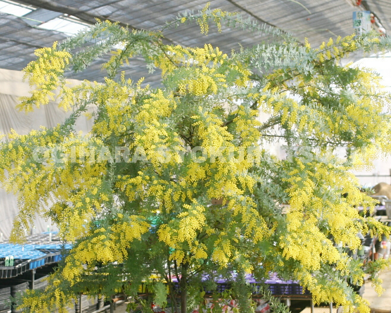 楽天市場】ミモザ（ギンヨウアカシア） : おぎはら植物園