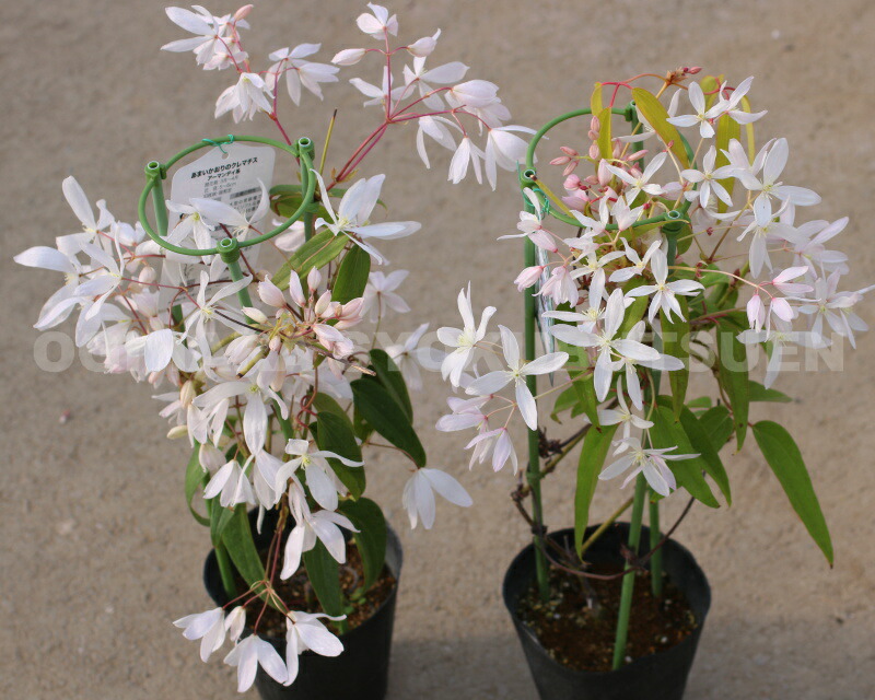 楽天市場】クレマチス アーマンディ 'アップル ブロッサム' 2年苗