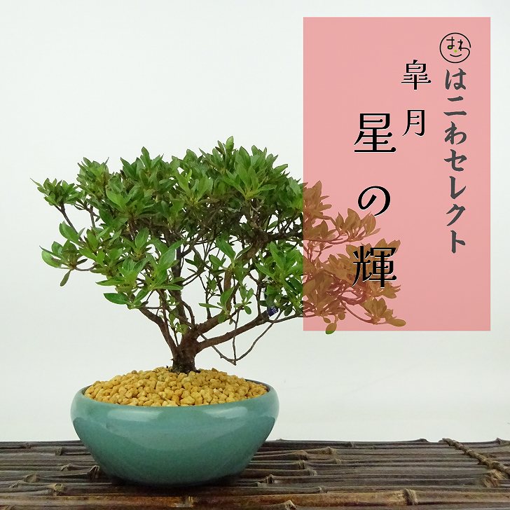 楽天市場】盆栽 岩蔓梅擬 樹高 約12～14cm いわつるうめもどき