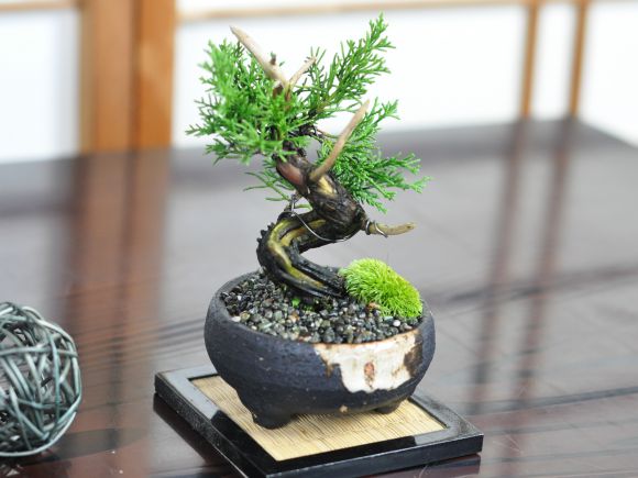 楽天市場】盆栽 真柏 小品 真柏 松盆栽 鉢植え ミニ盆栽 松柏 室内