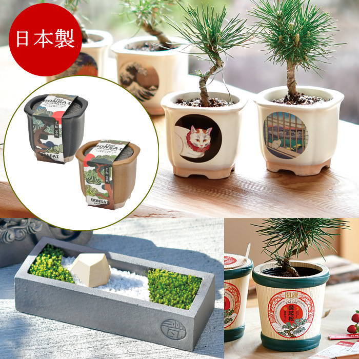 楽天市場】【あす楽】 盆栽 栽培セット JAPANESE BONSAI 波富士 赤富士