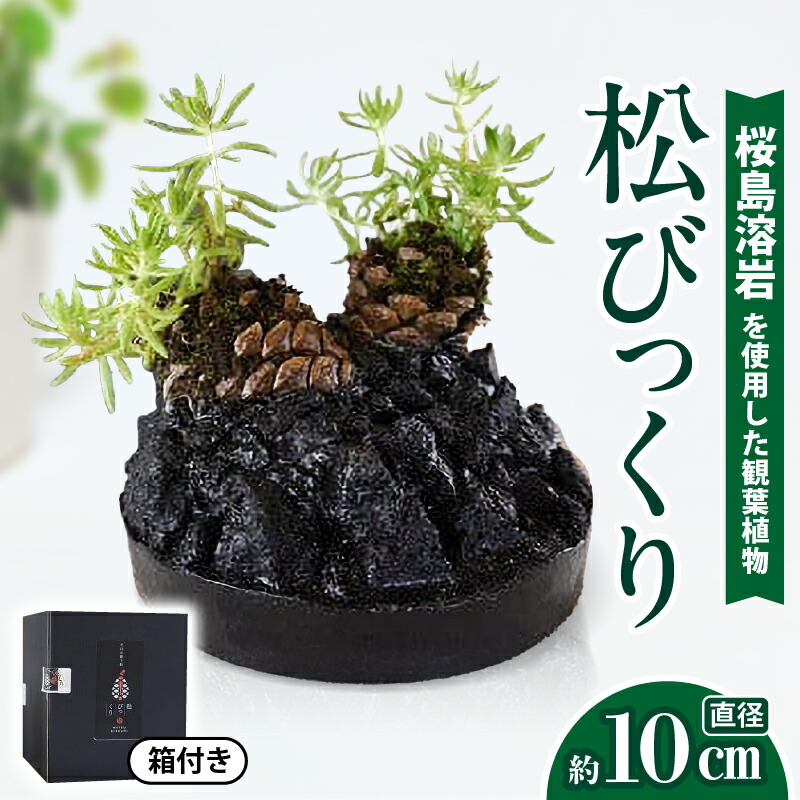 楽天市場】【ふるさと納税】 ミニ 観葉植物 松びっくり 溶岩土台