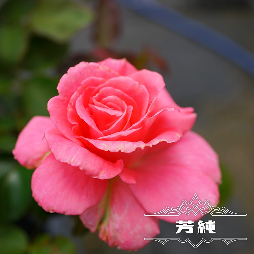 楽天市場】四季咲き強香バラ苗 【芳純】 2年生大苗 : 苗木部 by 花