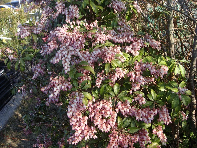 楽天市場】花芽つき 【赤花アセビ】 根巻き大苗 : 苗木部 by 花