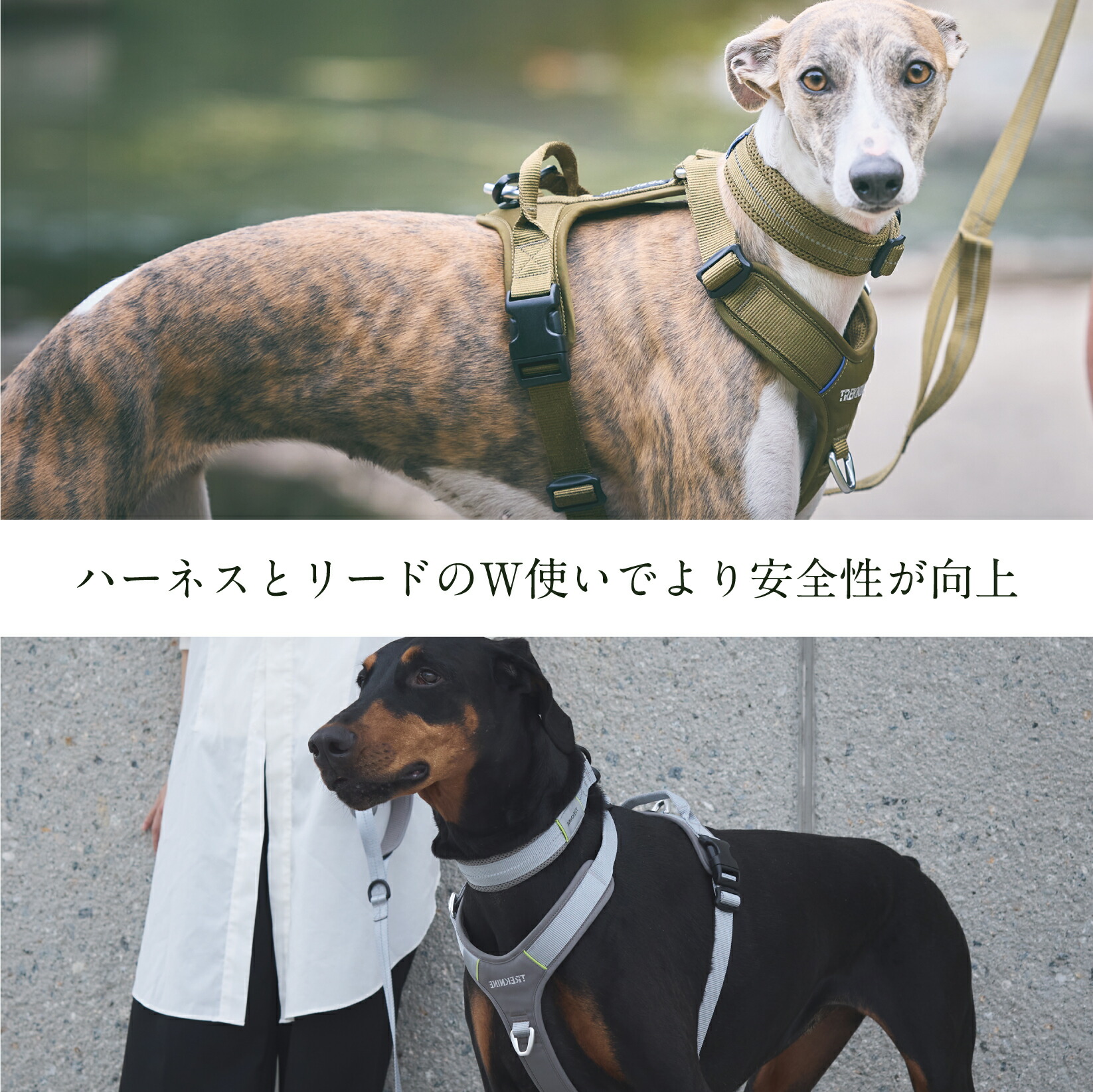 卸売】iDog TREKNINE|カラー|ダブルリングメッシュパッド M/Lサイズ