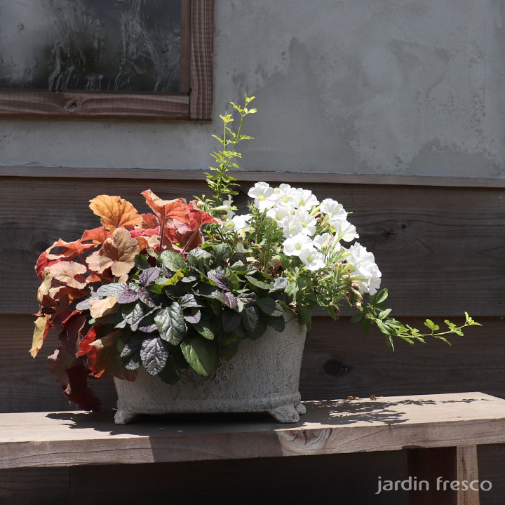 アジュガ苗 - jardin-fresco ハルディンフレスコ