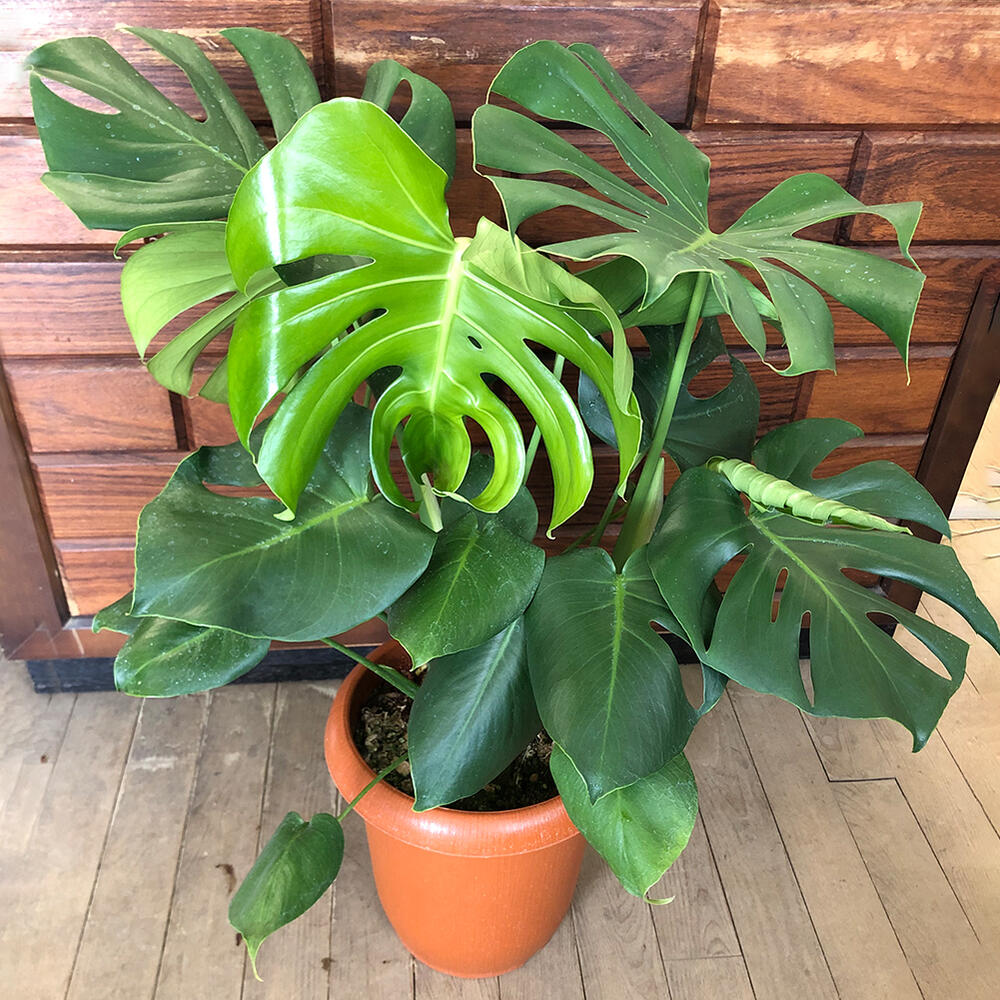 楽天市場】ギフト 観葉植物 プレゼント モンステラ 8号 大鉢 Monstera