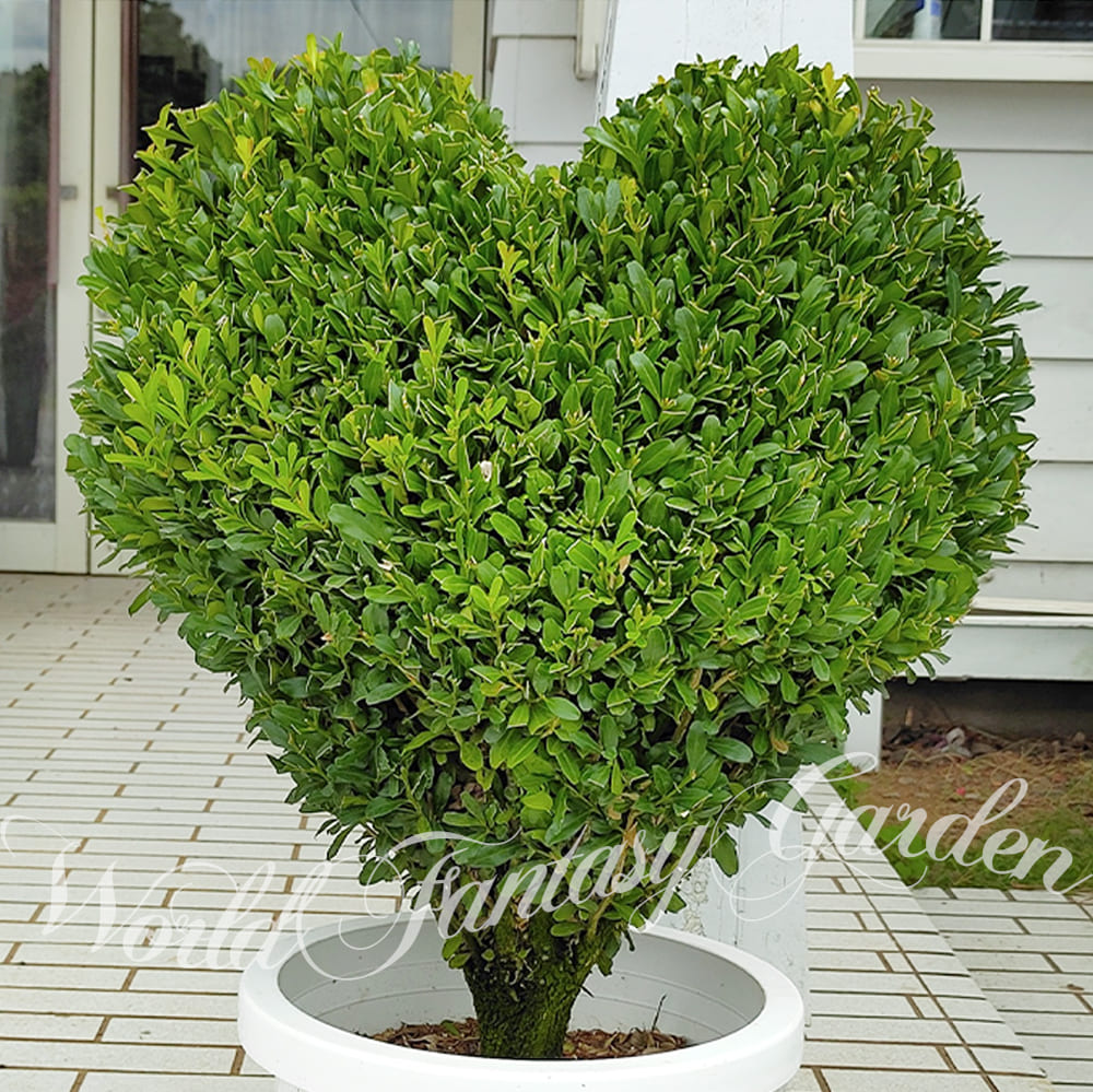 楽天市場】ギフト 木 プレゼント ツゲの木トピアリー ハート仕立て 1鉢