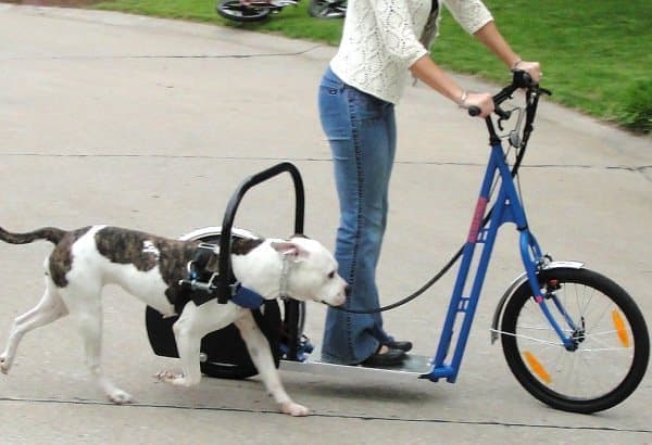 エンジンは犬 ― 犬ぞりみたいなスクーター「Dog Powered Scooter