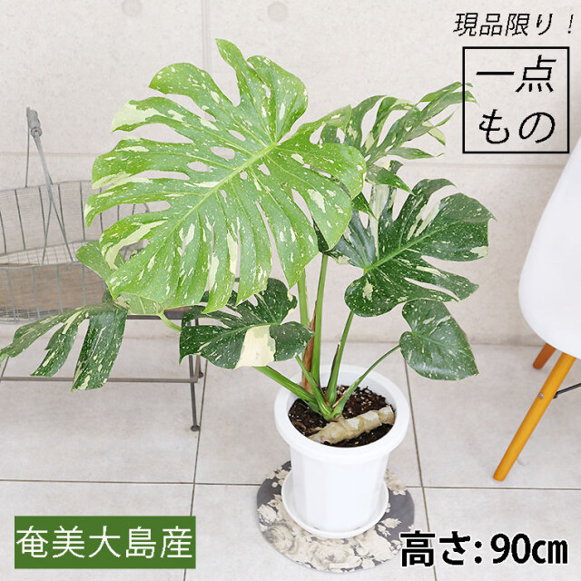 トシ モンステラ GOG抹茶斑入り トシ様専用 モンステラ GOG抹茶斑入り